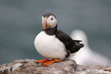 Atlantic puffins on the Farnes Islands UK