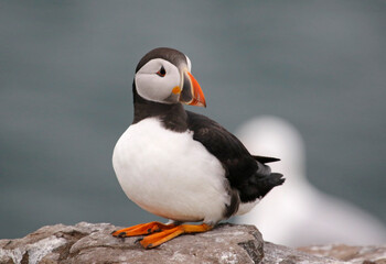 Atlantic puffins on the Farnes Islands UK