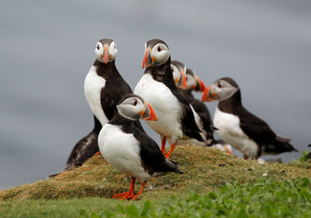 Atlantic puffins on the Farnes Islands UK