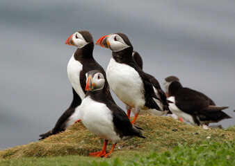 Atlantic puffins on the Farnes Islands UK