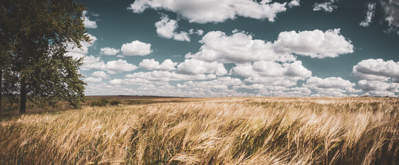 Sunny summer landscape with ripe wheat field and beautiful clouds in sky