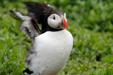 Naklejka premium Atlantic puffins on the Farnes Islands UK