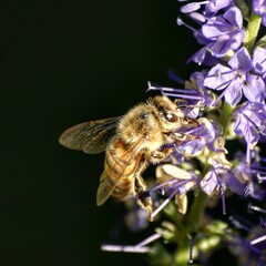 bee on flower