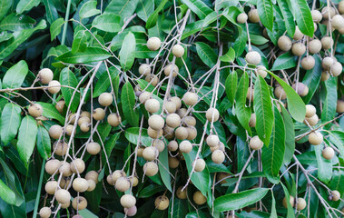longan, The fruit is sweet