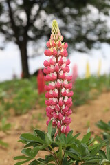 ドアップなヒヤシンス