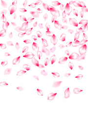 Japanese cherry blossom pink flying petals