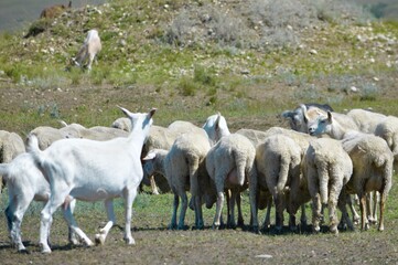 Obraz na płótnie Canvas Two goats and a group of sheep graze.