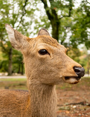 Brown deer's head close-up in Nara Park. Nara, Japan, portrait view.