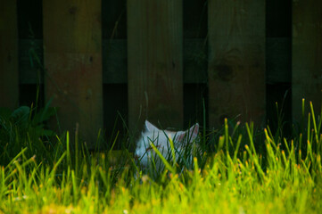 Head of cat laying in grass. Domestic animals 