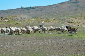 Leaving aside a herd of goats and sheep.