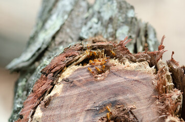 Termites in a garden - found in a timber log found in the garden