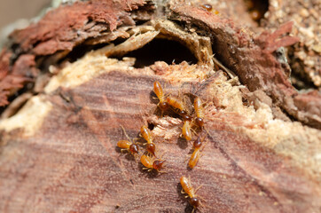 Termites in a garden - found in a timber log found in the garden