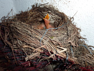 Vogelnest