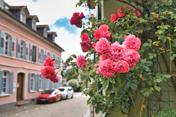 Ladenburg, Germany - July 2020: Pink rose flowers blooming at building facade with blurry city street of Ladenburg in background