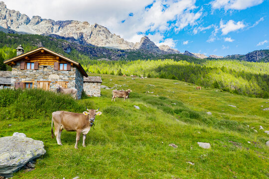Valmalenco, Italy, cows grazing on Alpe Entova