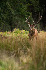 Red deer male, wildlife, natural environment, close up, detail, Cervus elaphus