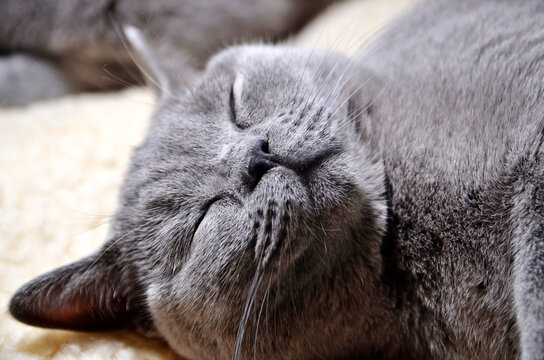 British cat sleeping on a woolen blanket