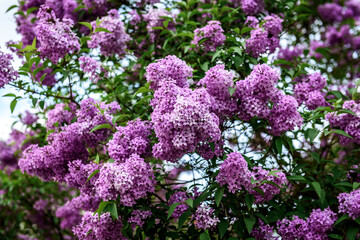 Spring branch of blossoming lilac.