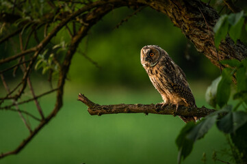 Long eared owl, wildlife, natural environment, close up, detail, Asio otus, Europe