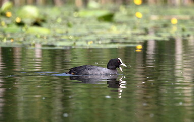 Common coot / Eurasian coot (Fulica atra in Latin language) in water close up