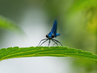 Natural green background with dragonfly banded agrion (Calopteryx splendens)