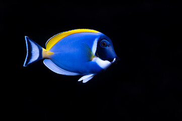 Exotic, colorful and tropical fish, close up, detail, black backside. 