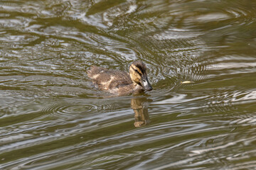 Small ducks on a pond. Fledglings newborn mallards.(Anas platyrhynchos)