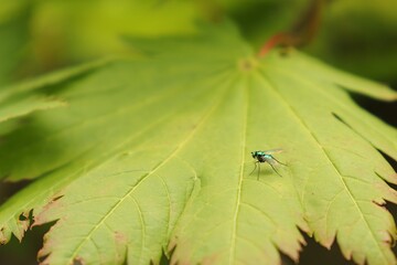 Diptera, Dolichopodidae, Long-legged fly on a green leaf