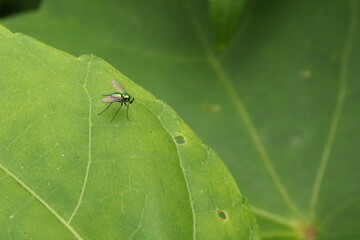 Diptera, Dolichopodidae, Long-legged fly on a green leaf
