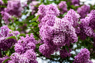 Obraz premium Spring branch of blossoming lilac.