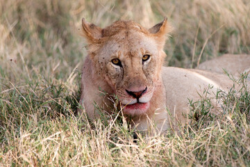 Lions (Panthera leo) lying early morning in Tanzania after a successful hunt.