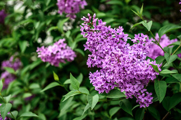 Spring branch of blossoming lilac.