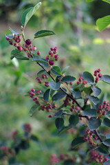 a branch of black-fruited mountain ash with many berries