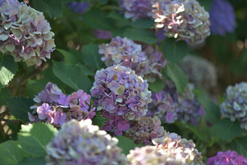 ブライダルブーケやフラワーアレンジメントのような美しい日本の花、紫陽花
