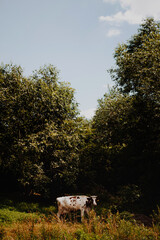 krowa © Magdalena