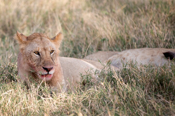 Lions (Panthera leo) lying early morning in Tanzania after a successful hunt.