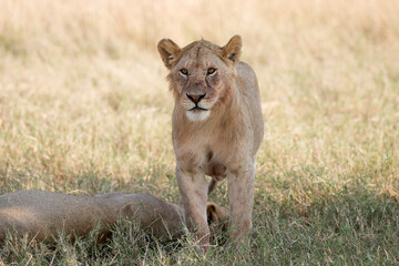 Lions (Panthera leo) lying early morning in Tanzania after a successful hunt.