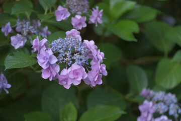 Fototapeta premium Beautiful Japanese flowers such as bridal bouquets and flower arrangements, hydrangeas