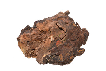 rotten stump isolated on white background