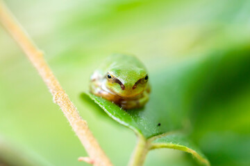 ニホンアマガエル　Japanese tree frog