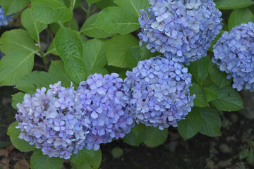 Beautiful Japanese flowers such as bridal bouquets and flower arrangements, hydrangeas