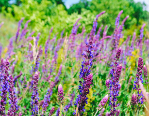 Sage growing in the field