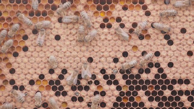 Bees working on honey cells in beehive. Close up macro. Swarm on frame from hive top view with larvae with white smoke
