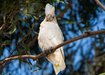 Cockatoo
