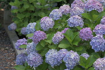 Beautiful Japanese flowers such as bridal bouquets and flower arrangements, hydrangeas
