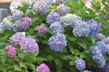 Beautiful Japanese flowers such as bridal bouquets and flower arrangements, hydrangeas