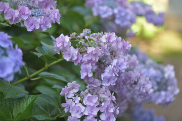 Beautiful Japanese flowers such as bridal bouquets and flower arrangements, hydrangeas