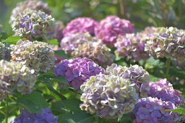 Beautiful Japanese flowers such as bridal bouquets and flower arrangements, hydrangeas