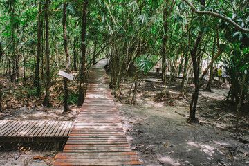 path in the forest