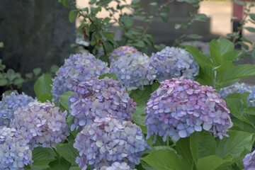 Beautiful Japanese flowers such as bridal bouquets and flower arrangements, hydrangeas